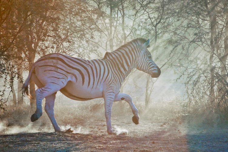 botswana_chobe_national_park_zebra_running.jpg