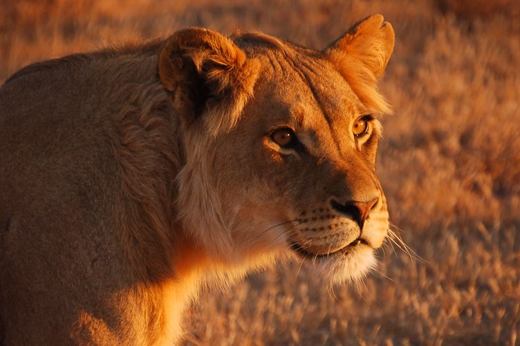botswana_kalahari_desert_central_kalahari_lion.jpg