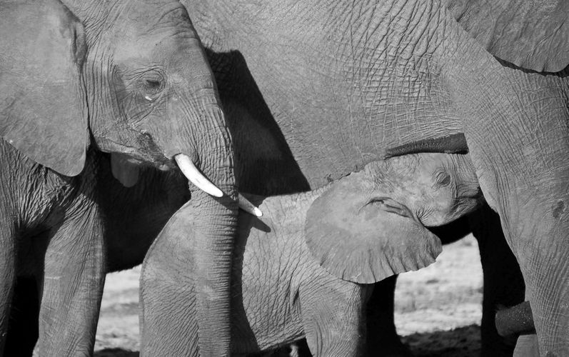 botswana_elephants_baby_feeding.jpg