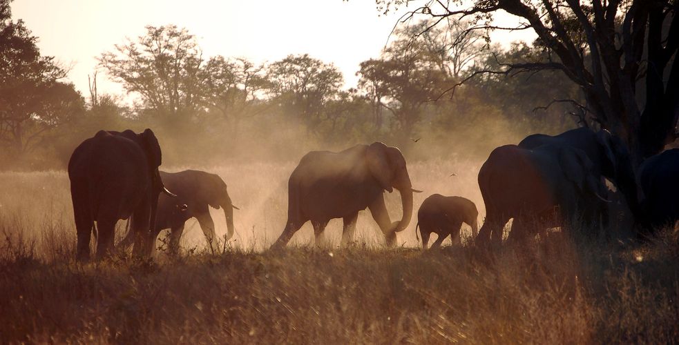 botswana_elephants_dusk_travelling.jpg