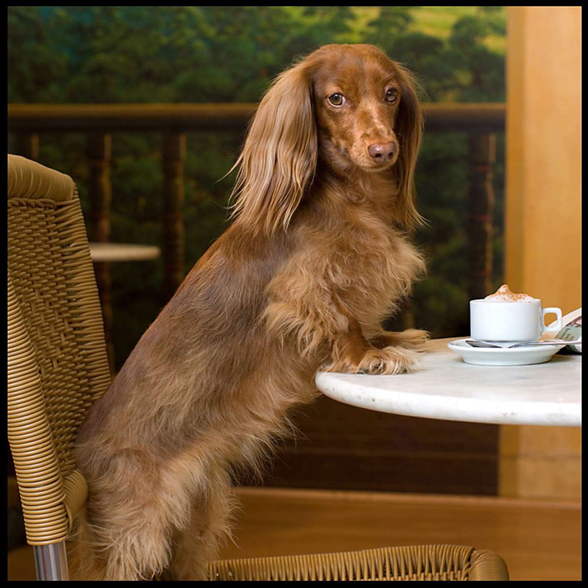 1carmel_dog_calandar