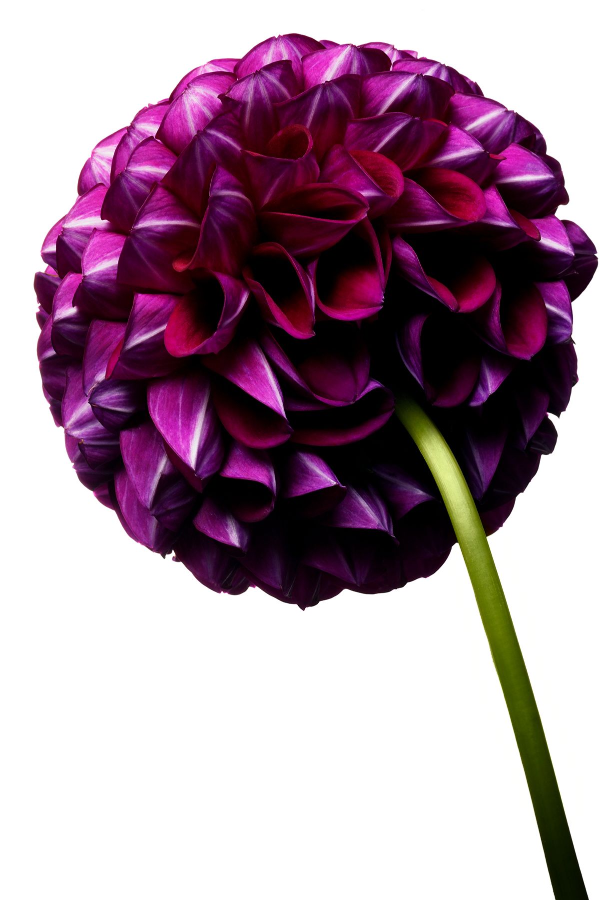 organic_tulip_dahlia_001b.jpg