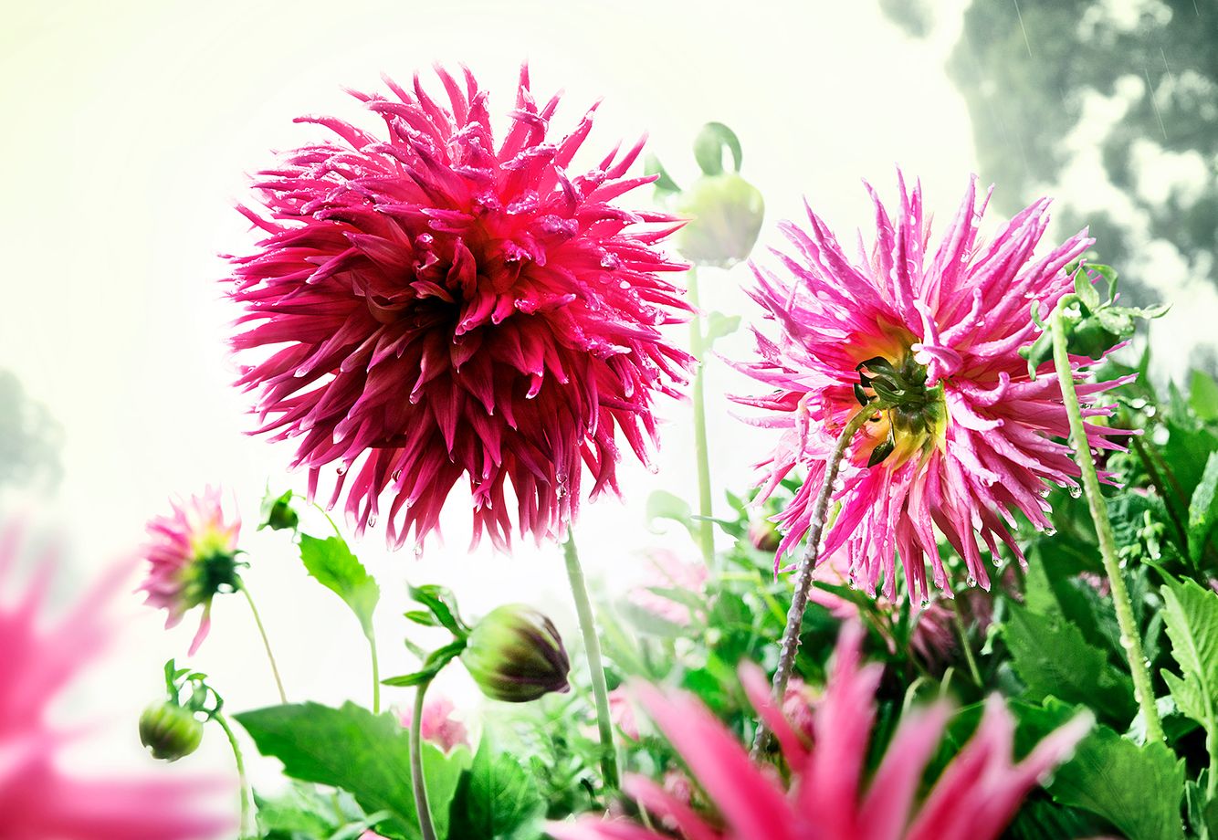 2GTQbgiNxerRr5gcThh6hkjr8dsnb6NBTxXMi2obS-1 copy.jpg