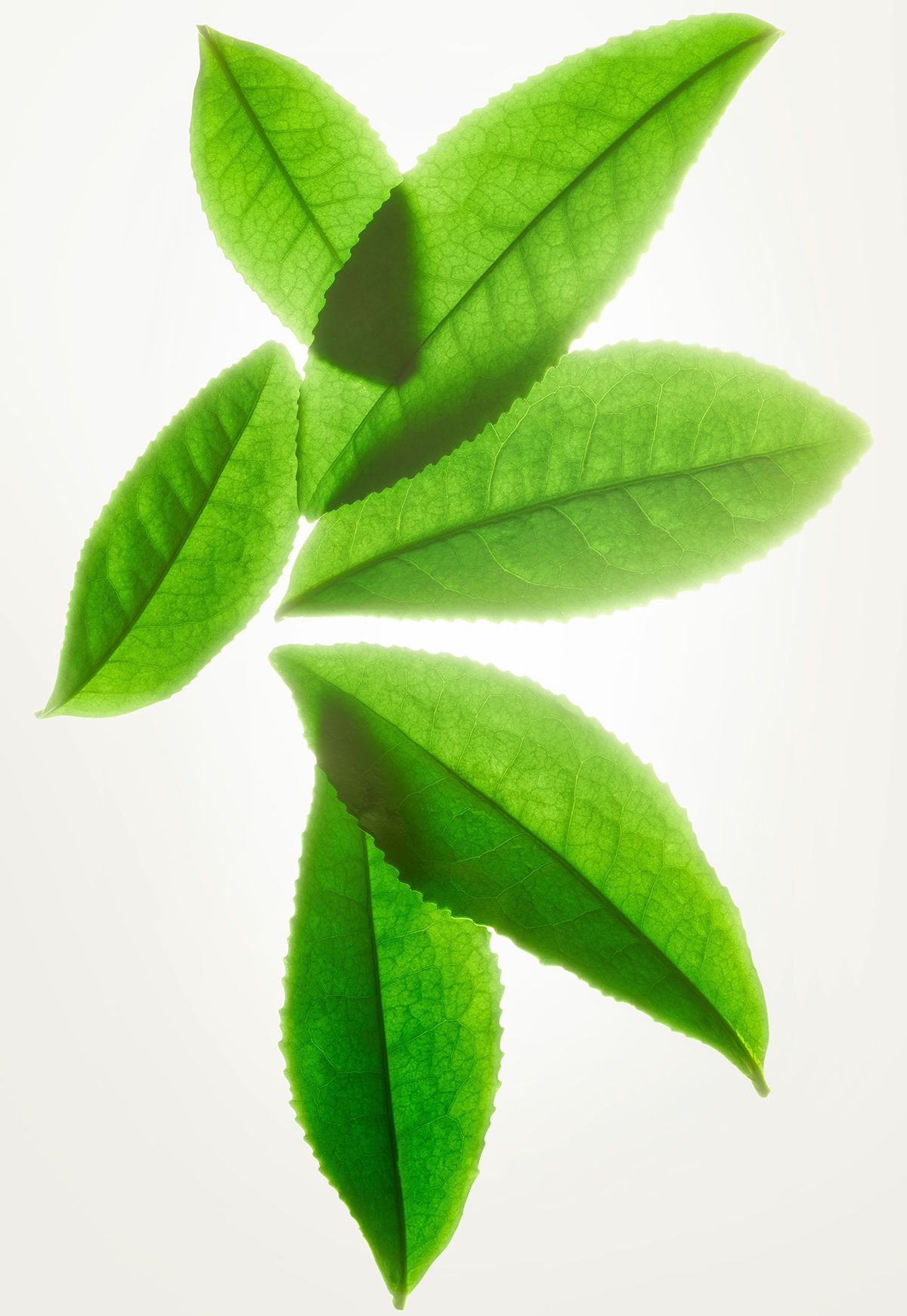 tea_leaf_092.jpg