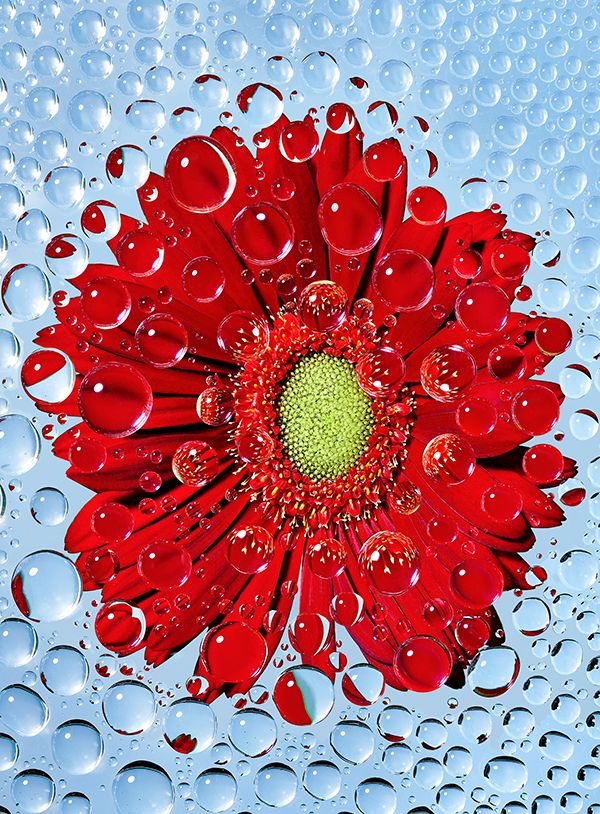 strawberry_flower_droplets_02.jpg