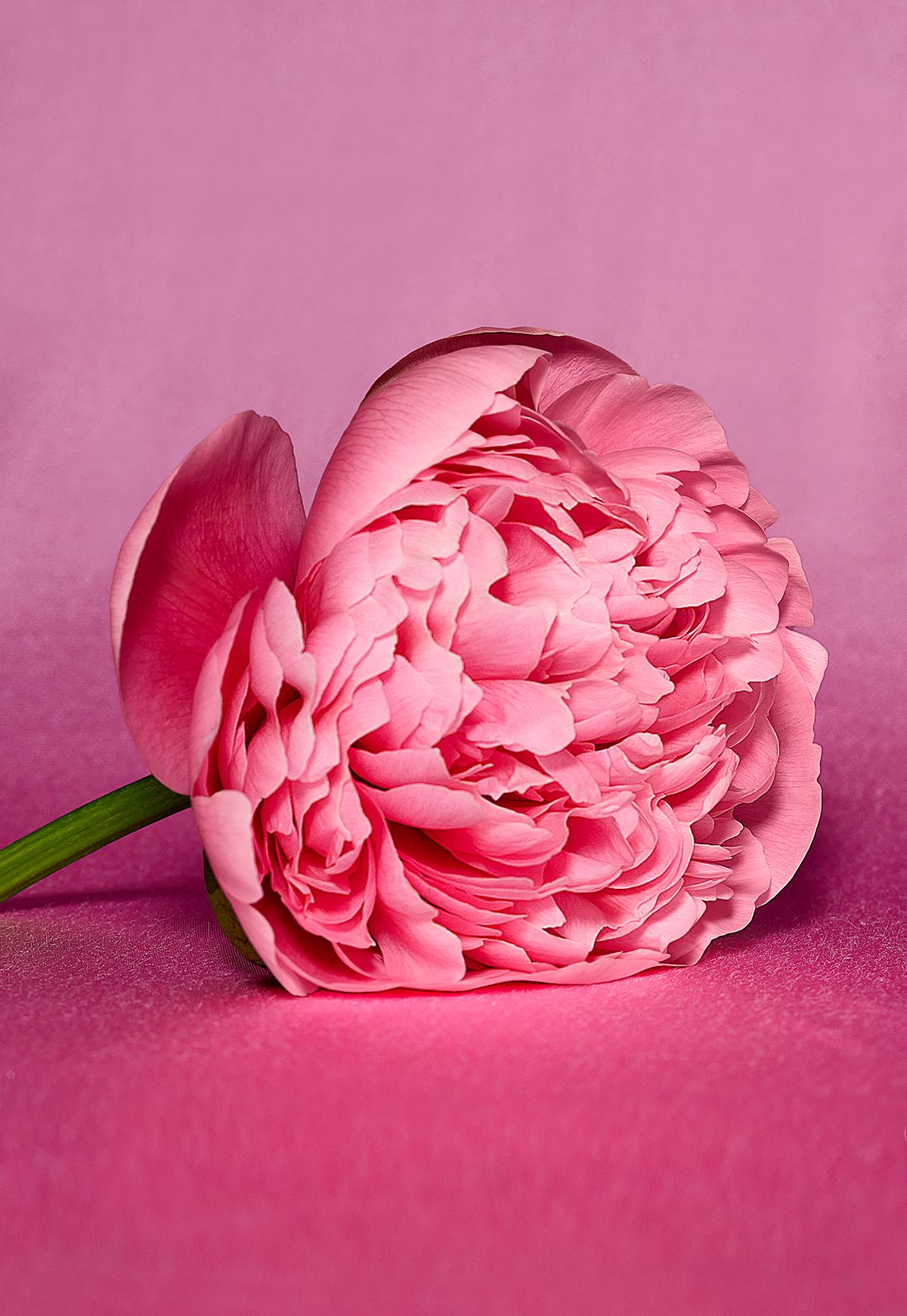 LSF_Sweetheart_Shot_04_0095_V3_FocusStack4 copy.jpg