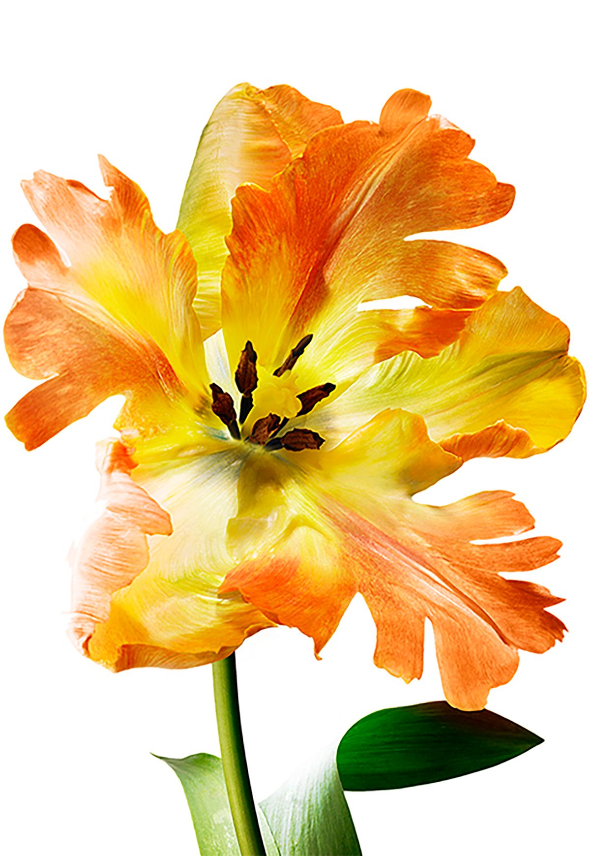 2GTQbgiNxerRr5gffcT6hkjr8dsnb6NBTxXMi2obS-2 copy.jpg