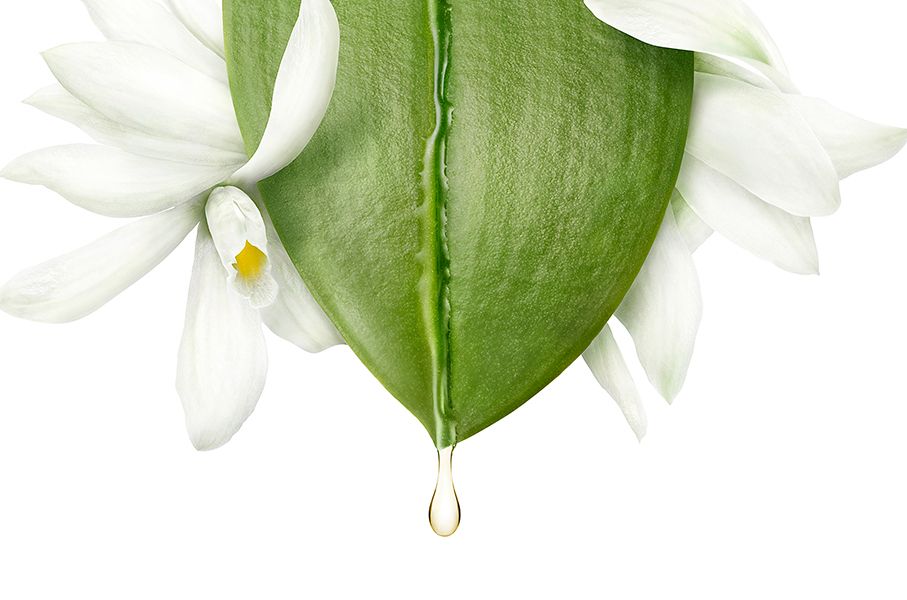 Leaf_Flower_Vanilla_01f.jpg