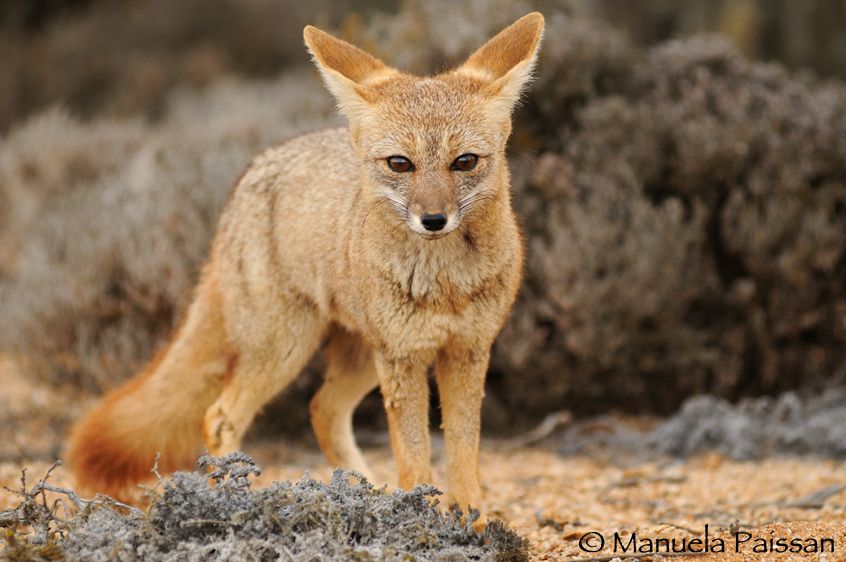 Nikon D300lens Nikon AF-d 80-200/2.8 EDParque Nacional Pan de Azucar - Chile Volpe del deserto (Pseudalopex culpaeus)