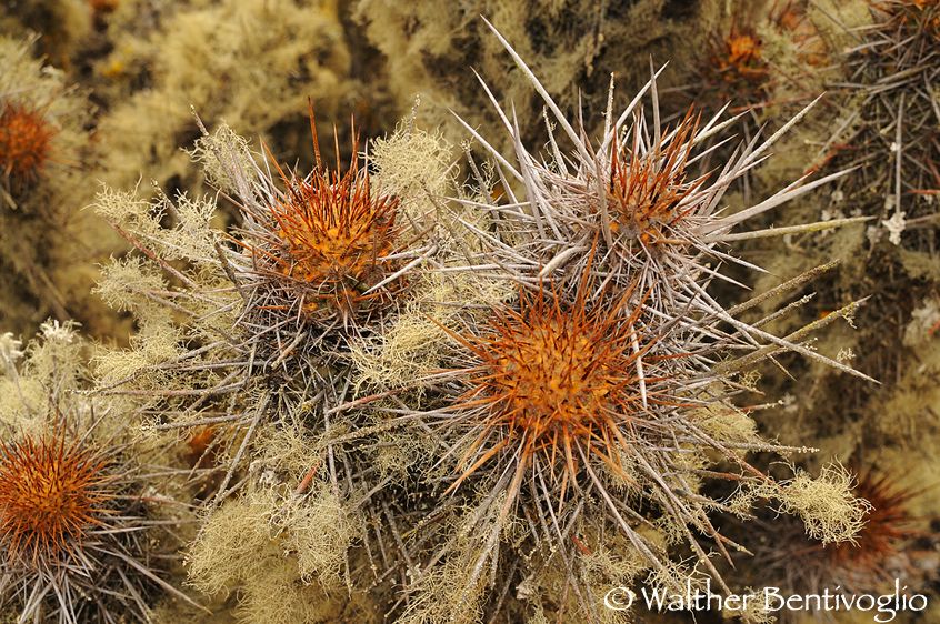 Nikon D300lens Nikon AF-D 18-35/3.5-4.5 IF-EDParque Nacional Pan de Azucar - Chile Cactus del deserto (Echinopsis deserticola) con licheni