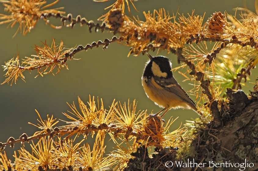 Nikon D2Xlens Nikon AF-S VR 200-400/4 G IF-EDPaneveggio (TN) Cincia mora (Parus ater)