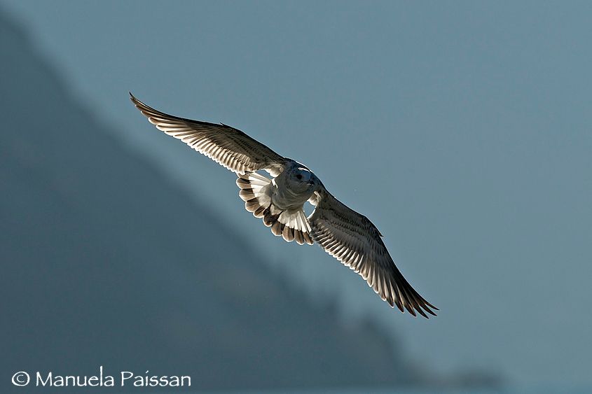 Nikon D300lens Nikon AF-S VR II 300/2.8 IF-ED  x 1.4Lago di Garda - Italia 1Gavina_juv__02