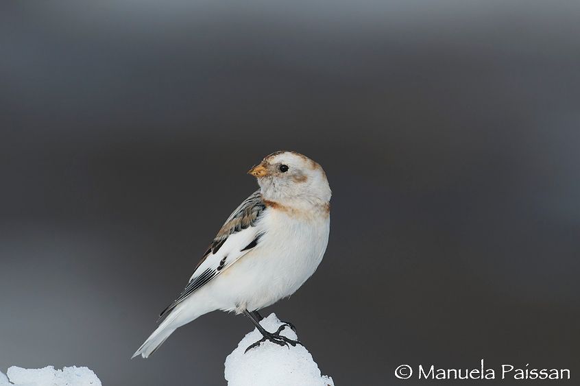 Nikon D300lens Nikon AF-S 600/4 IF-EDBocca di Selva (VR) Zigolo delle nevi m. (Plectrophenax nivalis)