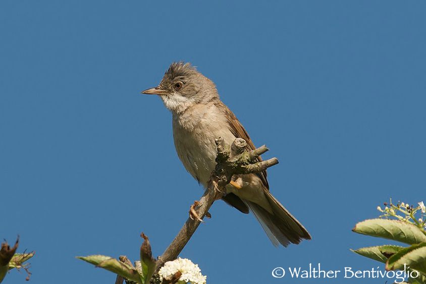 Nikon D300lens Nikon AF-S 600/4 IF-EDTexel - Olanda Sterpazzola (Sylvia communis)