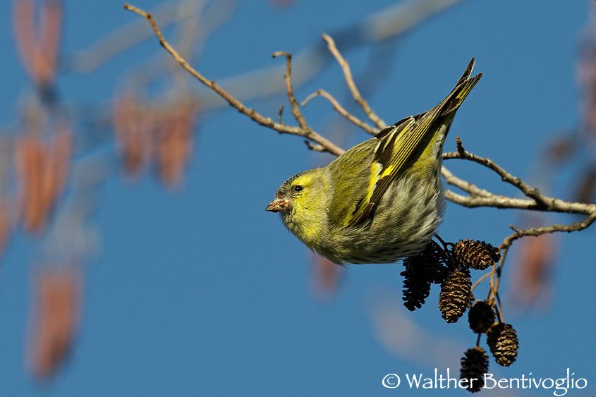 Nikon D300lens Nikon AF-S 600/4 IF-EDLago di Caldonazzo (TN) Lucherino m. (Carduelis spinus)