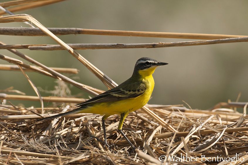 Ballerina gialla (motacilla cinerea)