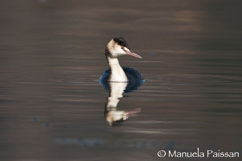 Nikon D300lens Nikon AF-S VR 200-400/4 IF-EDLago di Caldonazzo - Italia Riflesso
