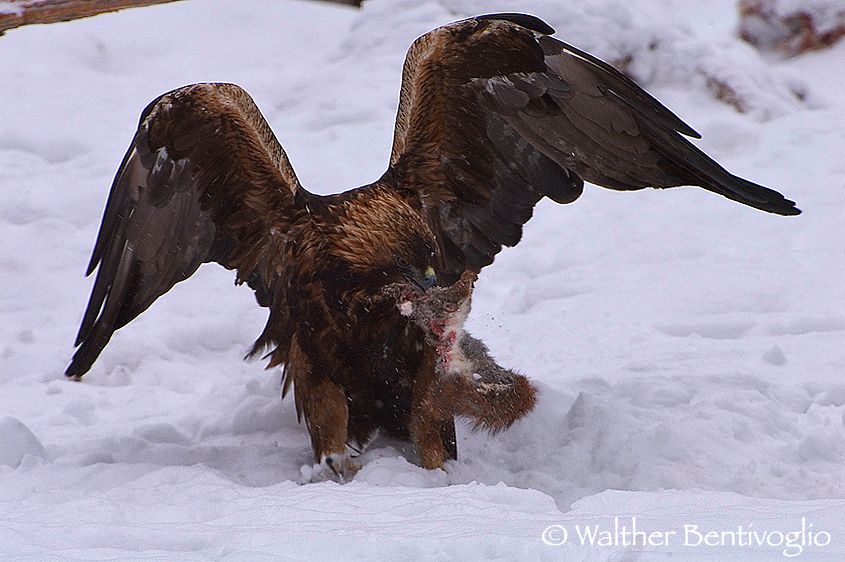 Aquila reale (Aquila chrysaetos) con preda