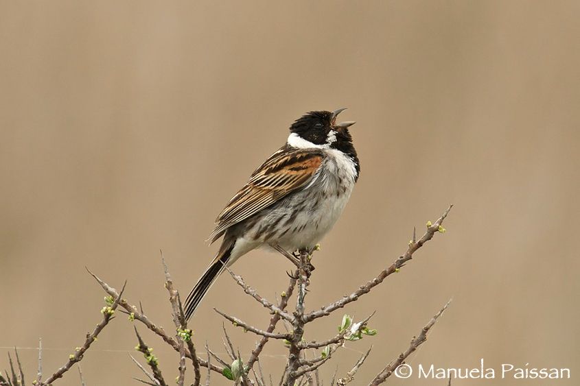 Nikon D300lens Nikon AF-S 600/4 IF-ED  x 1.4Texel - Olanda Migliarino di palude m. (Emberiza schoeniclus)
