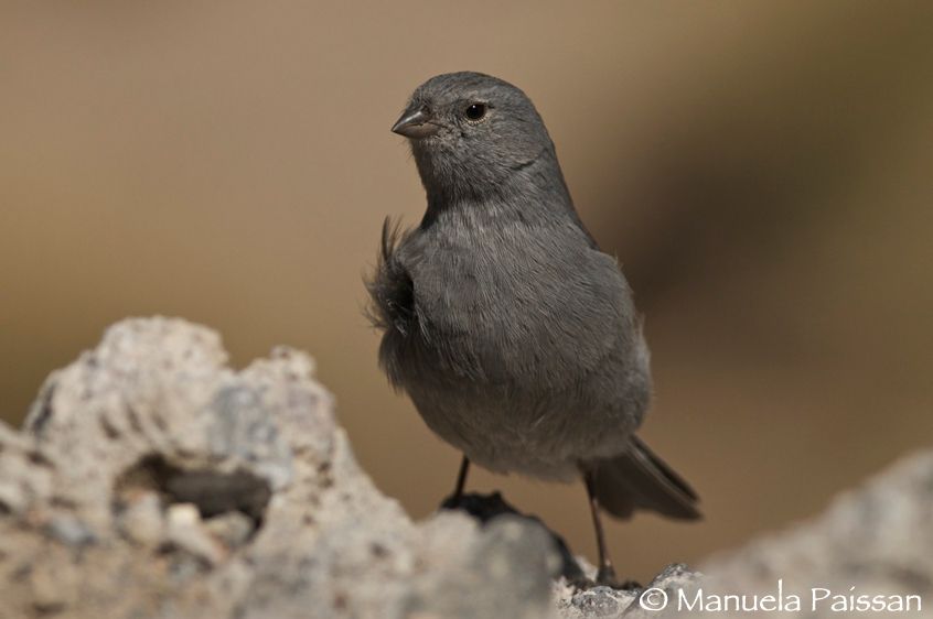 Nikon D300lens Nikon AF-S 300/4 IF-EDParque Nacional Lauca Phrygilus unicolor
