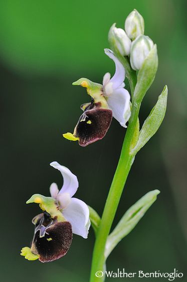 Nikon D300lens Nikon AF D Micro-nikkor 200 / 4 IF-ED Ophrys holoserica