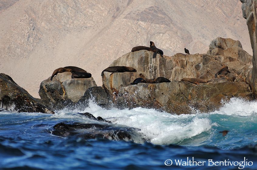 Nikon D2Xlens Nikon AF-D 80-200/2.8 EDParque Nacional Pan de Azucar - Chile Leoni marini (Otaria flavescens)