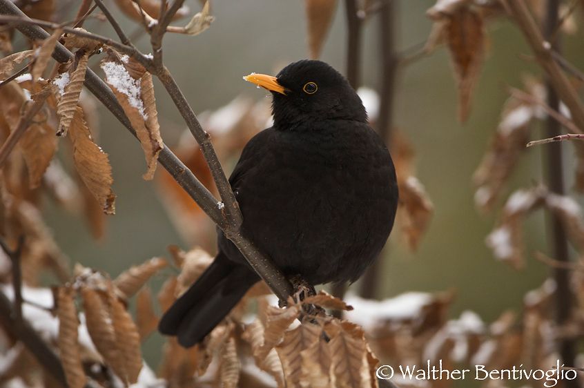 Nikon D2Xlens Nikon AF-S VR 200-400/4 G IF-ED Merlo m. (Turdus merula)