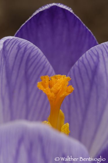 Nikon D2Xlens micro Nikon AF-D 200/4 EDParco naturale delle foreste Casentinesi Fiore di croco