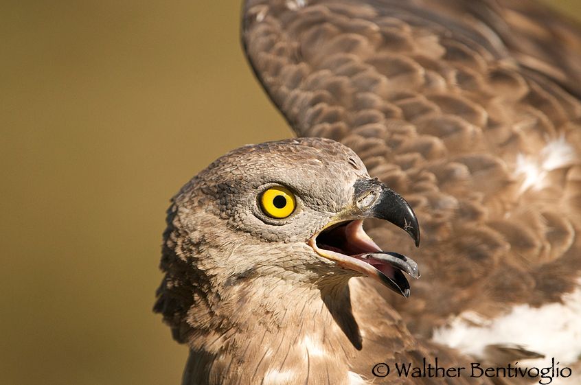 Falco pecchiaiolo (Pernis apivorus)