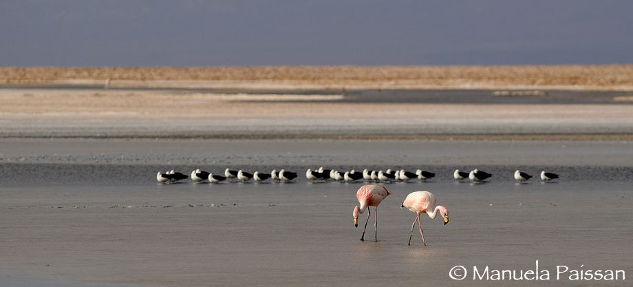 Nikon D300lens Nikon AF-S 300/4 IF-EDLaguna Chaxa - Chile Fenicotteri di James (Phoenicoparrus jamesi) - Avocette andine (Recurvirostra andina)