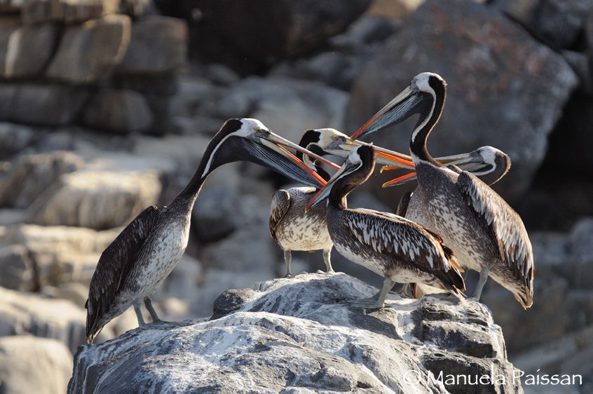 Nikon D300lens Nikon AF-S VR 70-200/2.8 G IF-ED x 1.4Parque Nacional Pan de Azucar - Chile Pellicani (Pelacanus thagus)