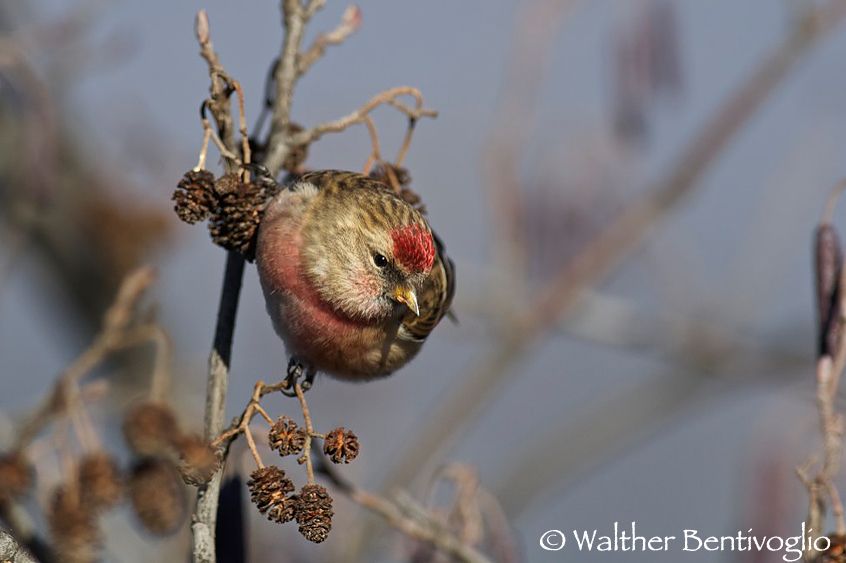 Nikon D3Slens Nikon AF-S VR II 300/4 G IF-ED  x 1.4Lago di Caldonazzo (TN) Organetto m. (Carduelis flammea)
