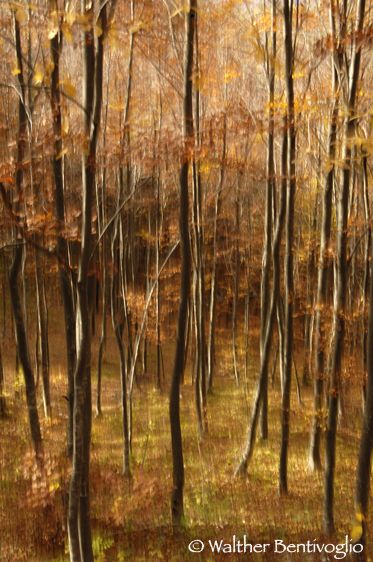 Nikon D2Xlens Nikon AF-D 18-35/3.5-4.5 EDVallarsa (TN) Faggeta autunnale