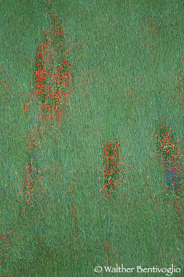 Nikon D300lens Nikon AF-S 200-400/4 VR x 1.4Monti Sibillini Campo con fiori