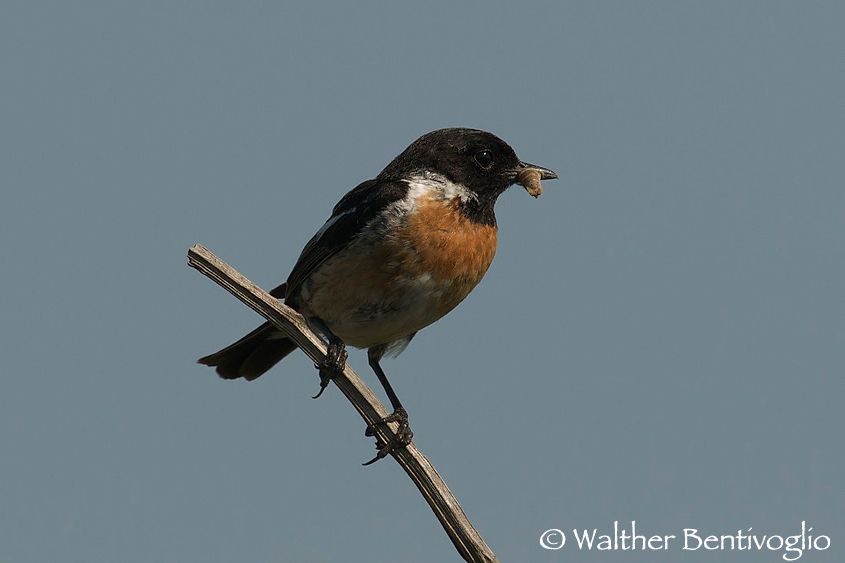 Nikon D300lens Nikon AF-S 600/4 IF-EDTexel (Olanda) Saltimpalo (Saxicola torquata)