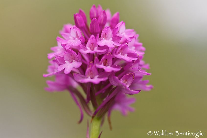 Nikon D100lens Nikon AF D Micro-nikkor 105 / 2.8 IF-ED Orchis pyramidalis