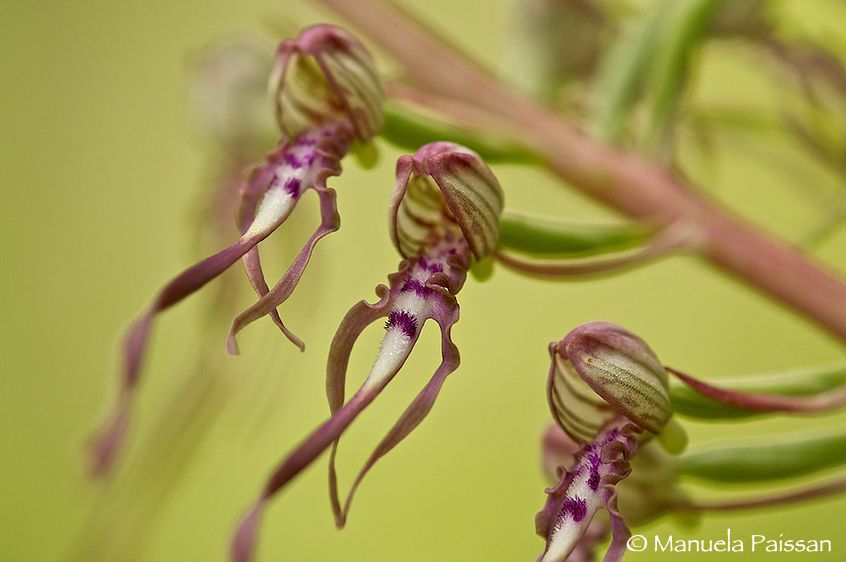 Nikon D300lens Nikon AF D Micro-nikkor 200 / 4 IF-ED Himantoglossum adriaticum