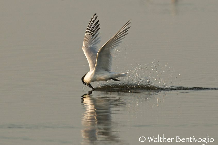 Nikon D300lens Nikon AF-S 600/4 IF-ED IIIsola di Texel - Olanda Sterna beccapesci (Sterna sandvicensis)