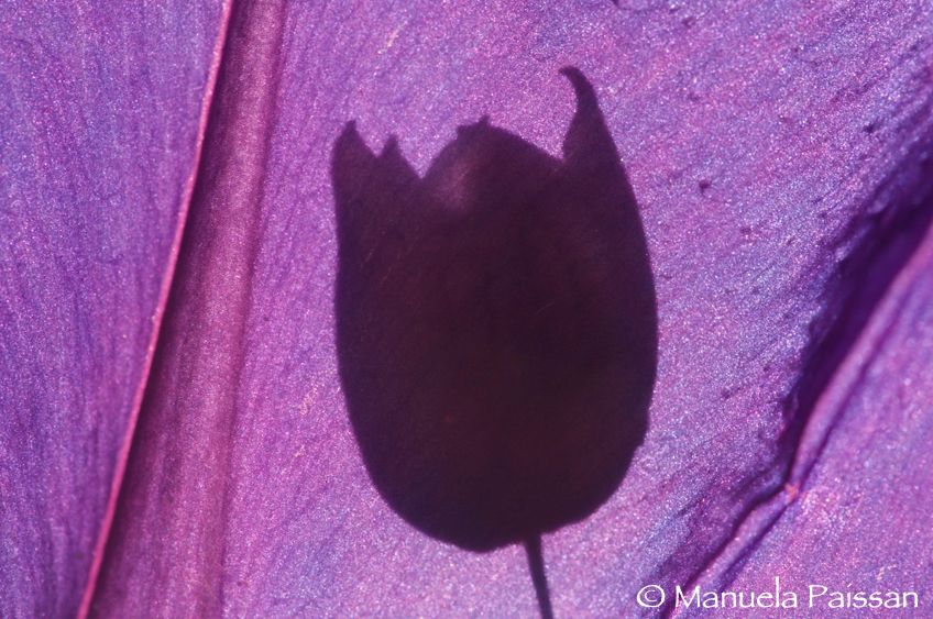 Nikon D2Xlens micro Nikon AF-D 200/4 IF-EDTrentino A. A. Ombre