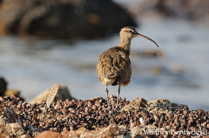 Nikon D300lens Nikon AF-S VR 200-400/4 G IF-EDParque Nacional Pan de Azucar - Chile Chiurlo piccolo (Numenius phaeopus)