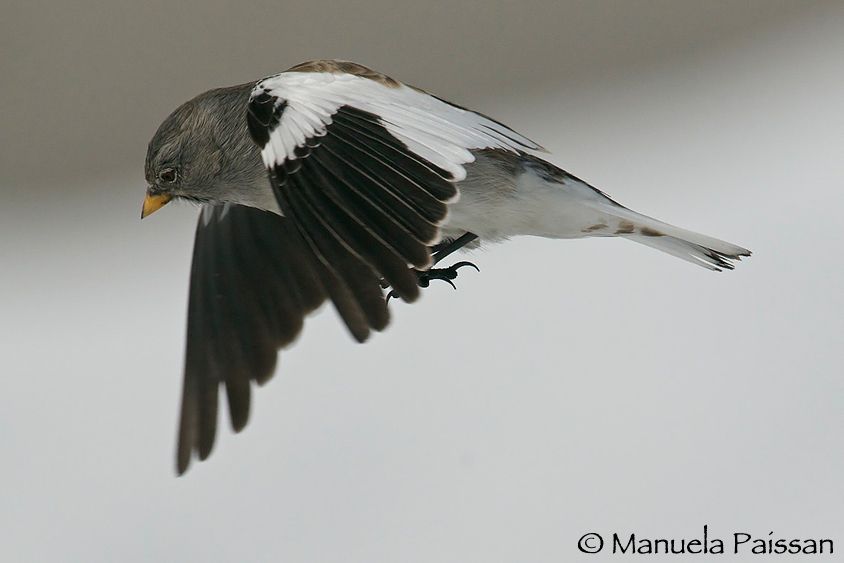 Nikon D300lens Nikon AF-S 600/4 IF-EDBocca di selva (VR) Fringuello alpino (Montifringilla nivalis)