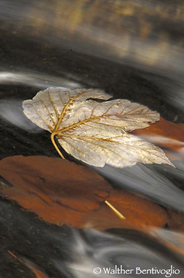 Nikon D2Xlens Nikon AF-S 200-400/4 VRParco Nazionale Foresta Bavarese - Germania Foglie nella corrente