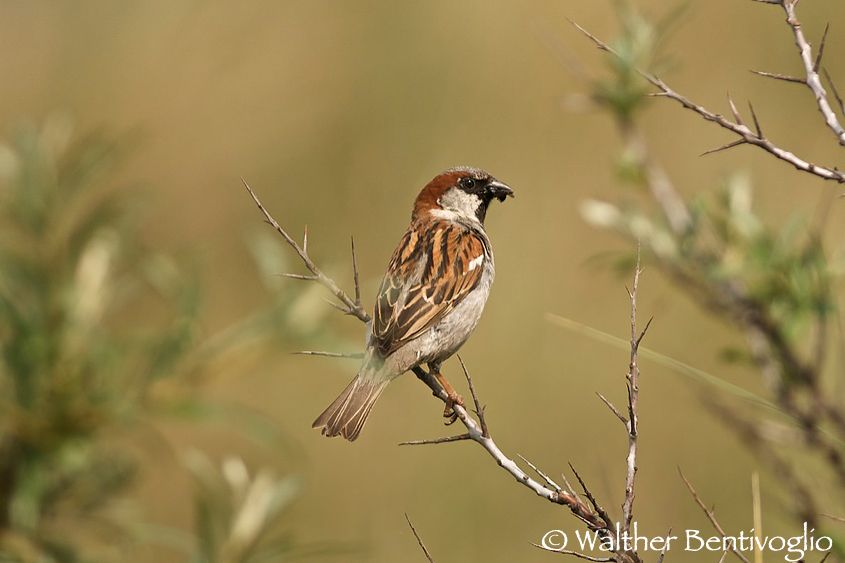 Nikon D300lens Nikon AF-S 300/4 IF-ED Passera oltremontana m. (Passer domesticus)