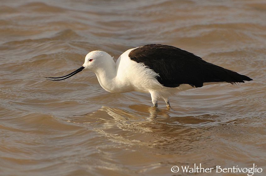Nikon D300lens Nikon AF-S VR 200-400/4 G IF-EDLaguna Chaxa - Chile Avocetta andina (Recurvirostra andina)