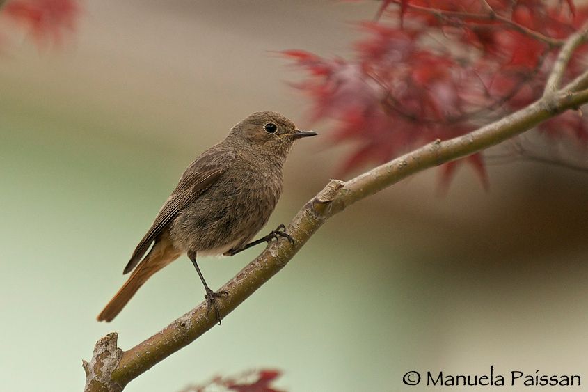 Nikon D300lens Nikon AF-S VR 70-200/2.8 G IF-ED Codirosso f. (Phoenicurus phoenicurus)