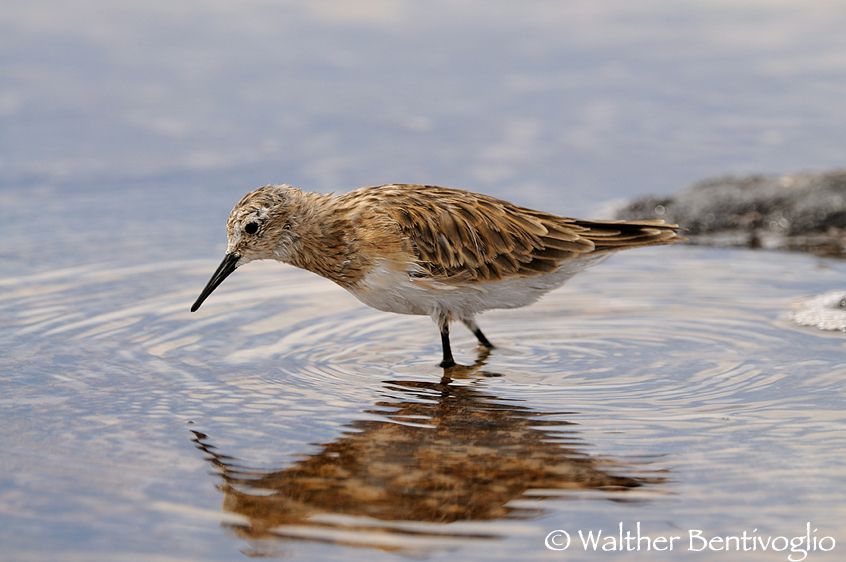 Nikon D300lens Nikon AF-S 200-400/4 G IF-EDLaguna Chaxa - Chile Gambecchio di baird (Calidris bairdii)