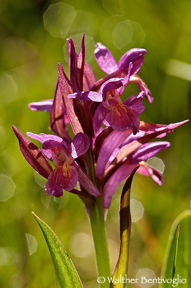 Dacttylorhiza latifolia