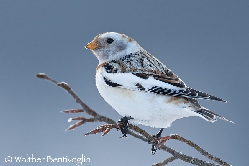 Nikon D300lens Nikon AF-S 600/4 IF-EDBocca di selva (VR) Zigolo delle nevi f. (Plectrophenax nivalis)