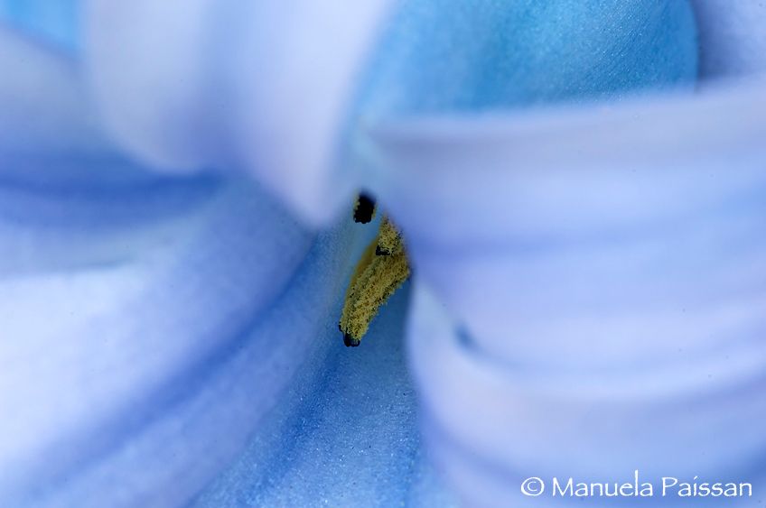 Nikon D2xlens micro Nikon AF-D 200/4 IF-EDTrentino A. A. Petali