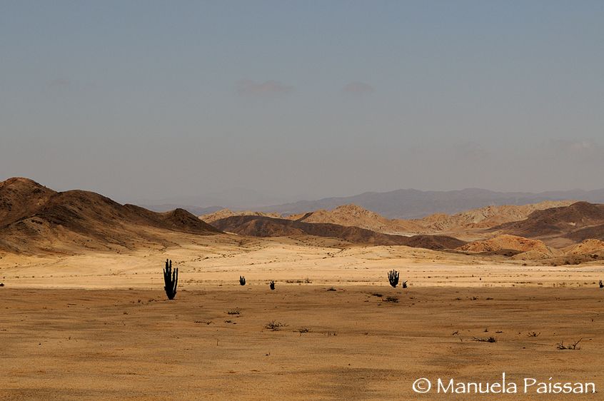 Nikon D300lens Nikon AF-S VR 70-200/2.8 G IF-EDParque Nacional Pan de Azucar - Chile Deserto con cactus